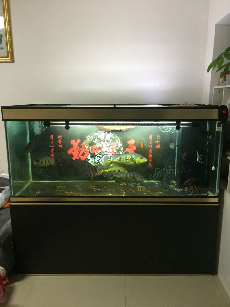 最新的彩蝶魚缸1.8米,最新的彩蝶魚缸1.8米，家居水族箱的時尚之選